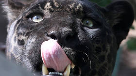 Animal conservation groups call for reintroduction of JAGUARS to US Southwest