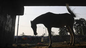 Hundreds in India flout lockdown to cremate ‘divine horse’ who died ‘trying to rid the world of Covid-19’