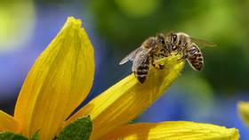 You can’t bee serious! Viral video purports to show pollinators unscrewing soda bottle cap