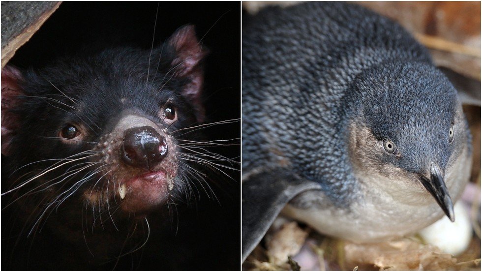 ‘Catastrophic impact’: Tasmanian devils ‘wipe out’ large penguin colony