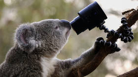 Not even wildlife can go undetected: Australia trains AI road cameras for KOALA ‘facial recognition’