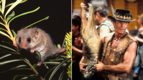 Where’s the Aussie spirit? ‘Pygmy possum’ leaders impose one punishing lockdown after another despite a single death in 6 months