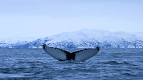 US Navy-funded whale research in Norway is shelved after marine mammal ESCAPES from enclosure