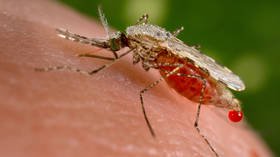 China wins fight against malaria, completely ridding country of disease after 70-year campaign