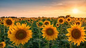 Russian export duty for sunflower seeds comes into effect