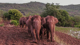 Elephant that left China’s ‘long march’ herd and went solo is captured & brought home, after wandering too close to railway