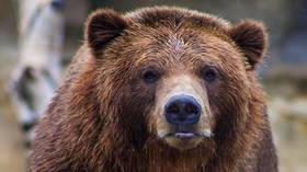 65-year-old camper pulled from tent and killed by grizzly bear in Montana attack