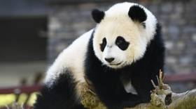 با بهبود شرایط حیات وحش - مقام ارشد حفاظت از چین - پانداهای غول پیکر دیگر در فهرست گونه های در خطر انقراض نیستند