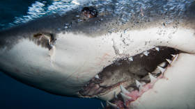 The Aussies have rebranded shark attacks ‘negative encounters’ because Jaws doesn’t really want to eat you, he’s just saying ‘Hi’