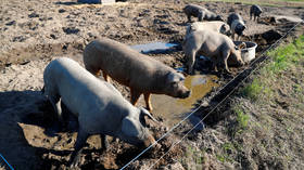 3 pig farms struck by African swine fever outbreaks in Germany
