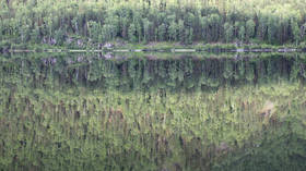 Russian lumber producer suggests privatizing country’s forests