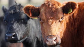 No bull! Russia becomes top-supplier of beef to China