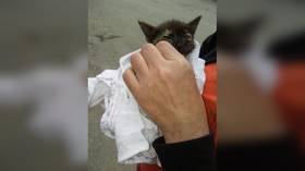 Saved by a whisker! Tiny kitten rescued from Covid-19 hospital pipe after patients hear pleading meows coming from under the floor