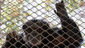 No monkey business allowed: Woman having ‘AFFAIR’ with chimpanzee banned from visiting it at Belgian zoo