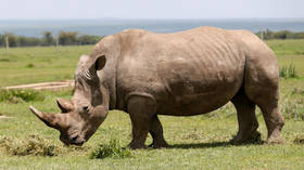 Russia’s atomic agency Rosatom to protect African rhinos from poaching by making horns RADIOACTIVE
