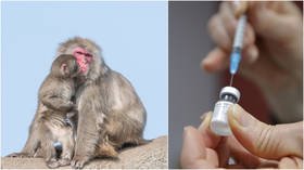 Lions, tigers & chimps: Detroit Zoo vaccinating ‘at-risk’ animals against Covid-19 with special jab