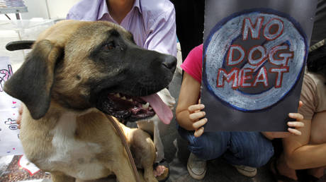 A dog rescued from a dog meat farm by animal right activists stands beside an anti-dog meat banner during a campaign in Seoul August 8, 2010. © REUTERS/Jo Yong-Hak