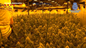 Multi-state agency Europol conducts mammoth drug bust in Spain, makes 107 arrests & seizes 51 cannabis farms (VIDEO)