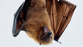 Deadlier than Covid-19, but less contagious: What we know about Nipah bat-borne virus threatening to become new scourge in India