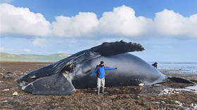 WATCH: Massive 13-meter carcass of humpback whale found dead on coast of Bering Island near Russia's remote Kamchatka Peninsula