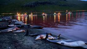 Record-breaking bloody hunt in Denmark's Faroe Islands slaughters almost 1,500 dolphins (GRAPHIC VIDEOS, PHOTOS)