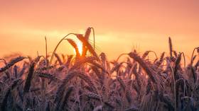 Russia on track to reap another bumper grain harvest