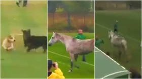 Deaf Olympics football match in Ukraine stopped as dogs invade the pitch – then a horse heads for a dugout minutes later (VIDEO)