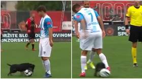 WATCH: Pitch-invading dog shows pedigree by NUTMEGGING player in Bosnian league