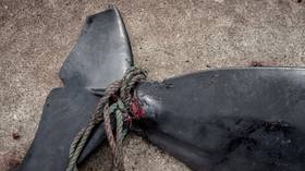 Pod of over 50 pilot whales reportedly slaughtered in Faroe Islands days after unprecedented massacre (GRAPHIC IMAGES)