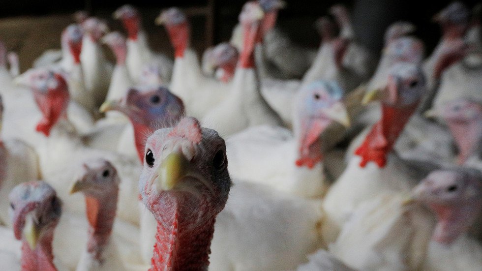 13,000 turkeys to be killed on Italian farm after second outbreak of ...