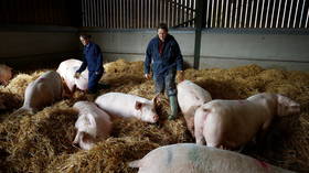 UK invites 800 more foreign butchers to deal with pig slaughter backlog & avert mass culling