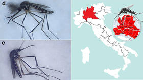 ‘Alien’ mosquitos from East Asia taking over Italy could be vector for viruses – study