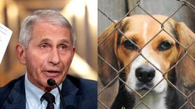 Fauci under fire from lawmakers after reports of US taxpayer money spent on cruel drug experiments on dogs