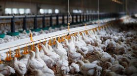 France orders lockdown… for domestic fowl over bird-flu threat