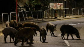 Cop-attacking wild boars euthanized after hunt