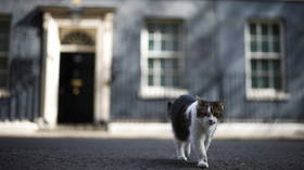 Microchip your cat or face fines, UK govt says