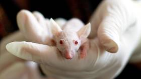 Suspected mice-to-human Covid transmission investigated