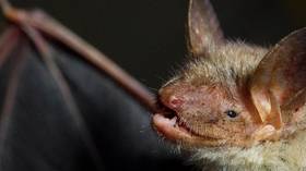 Bat thought to be extinct found hiding