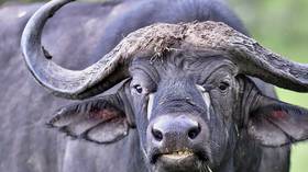 WATCH: Buffalo smashes into restaurant, sends customer flying