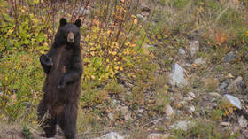 WATCH: Man fights off bear in second Florida attack