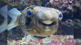 Goldie the pufferfish ‘thriving’ after dentist visit