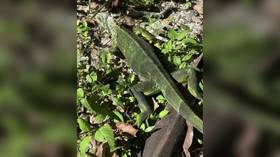 Be wary of falling iguanas, authorities warn