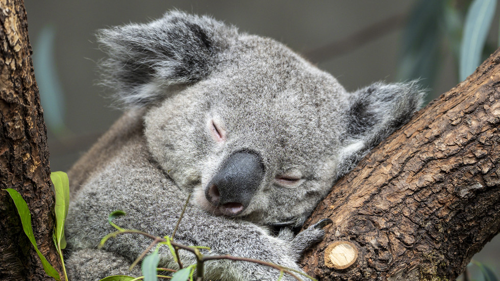 Australia declares koalas ‘endangered species’ — RT World News