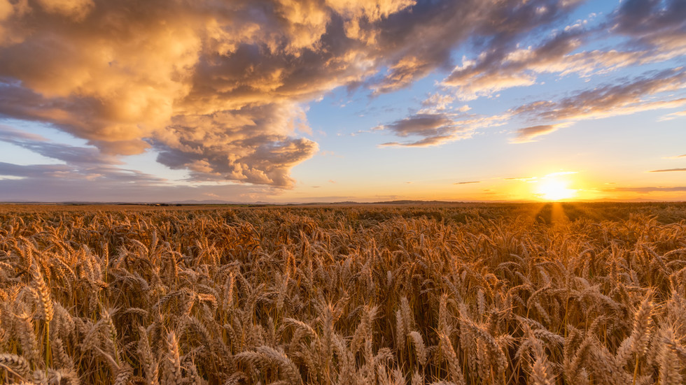 Russia-Ukraine crisis threatens global food supply — RT Business News