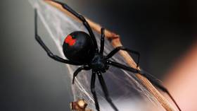 Venomous spiders found in supermarket groceries