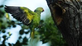 Pet parrots declared a threat to endemic birds