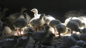 EU country unable to contain bird flu epidemic