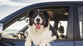 Freedom Convoy protesters threatened with losing their pets