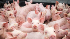 Billionaire wants McDonald’s pigs to travel to slaughterhouse in comfort