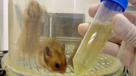 Hamsters’ testicles shrink with Covid-19 – study